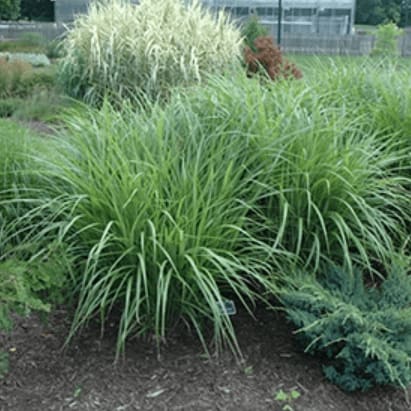 Silver Feather Grass