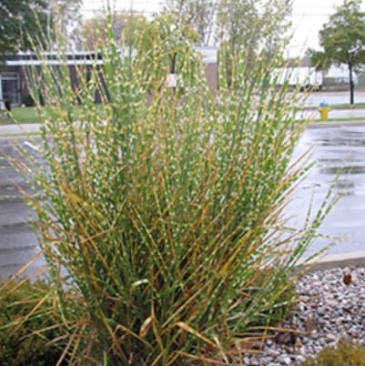 Porcupine Grass