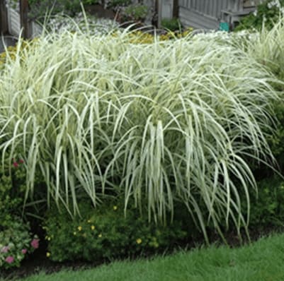 Variegated Maiden Grass