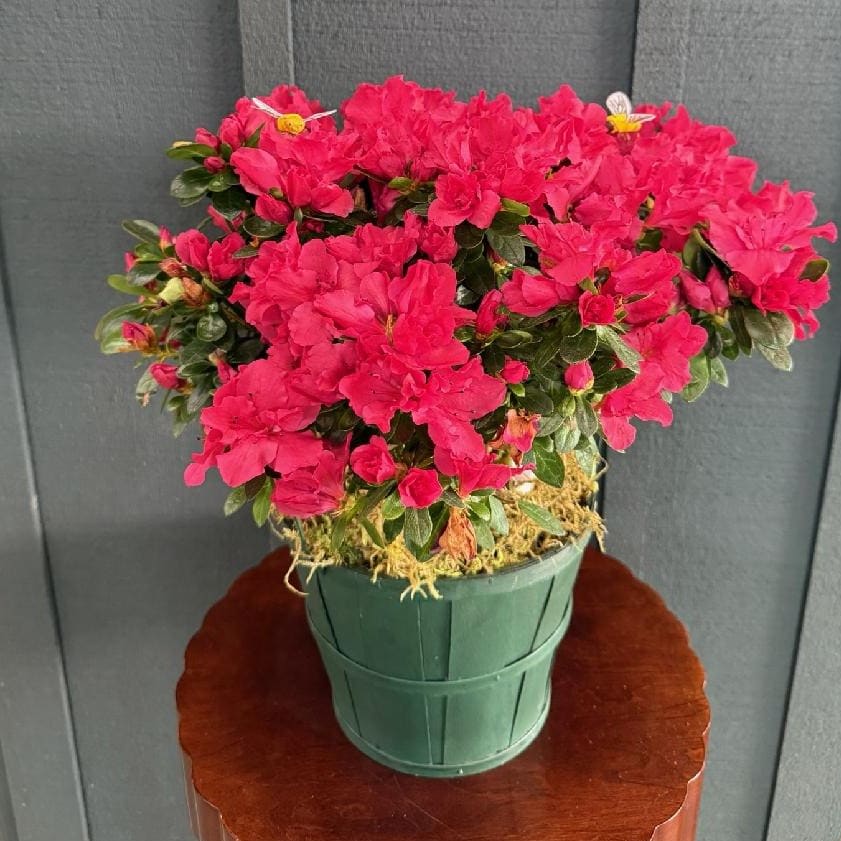Azalea Plant 6"