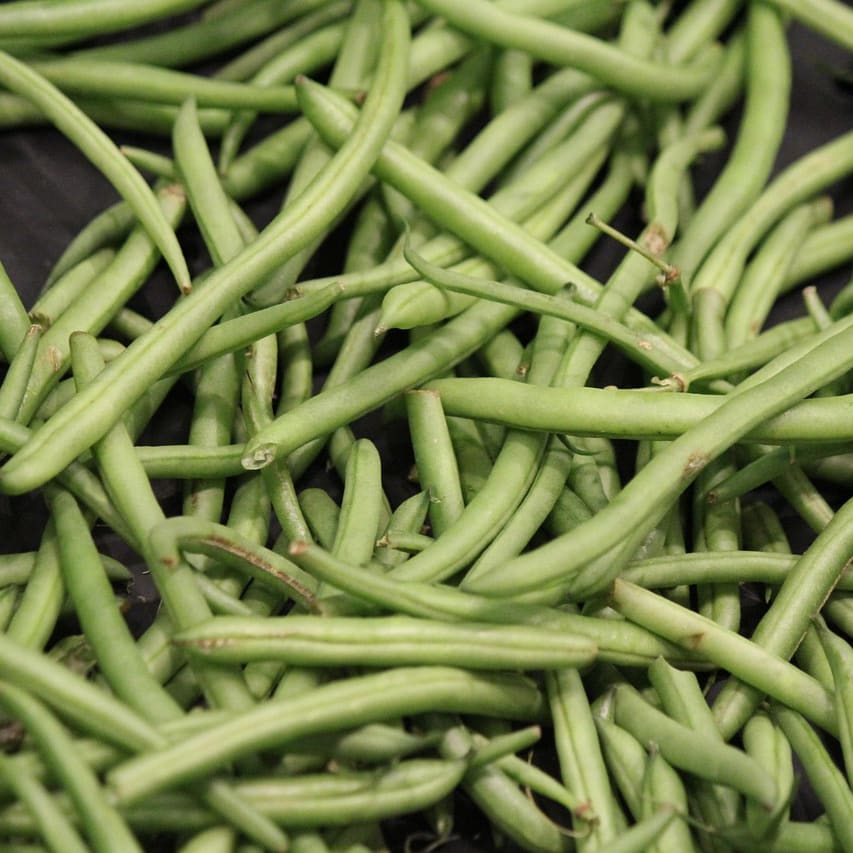 Blue Lake Stringless Beans