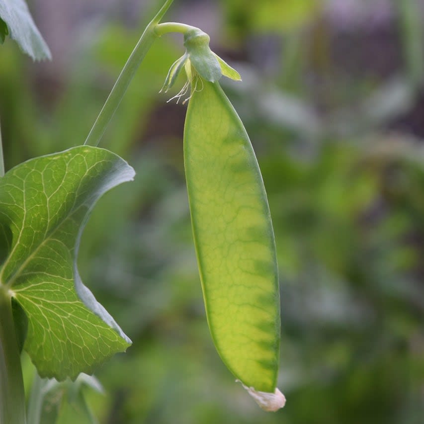 Sugar Snap Peas