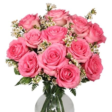 Chantilly Pink Roses