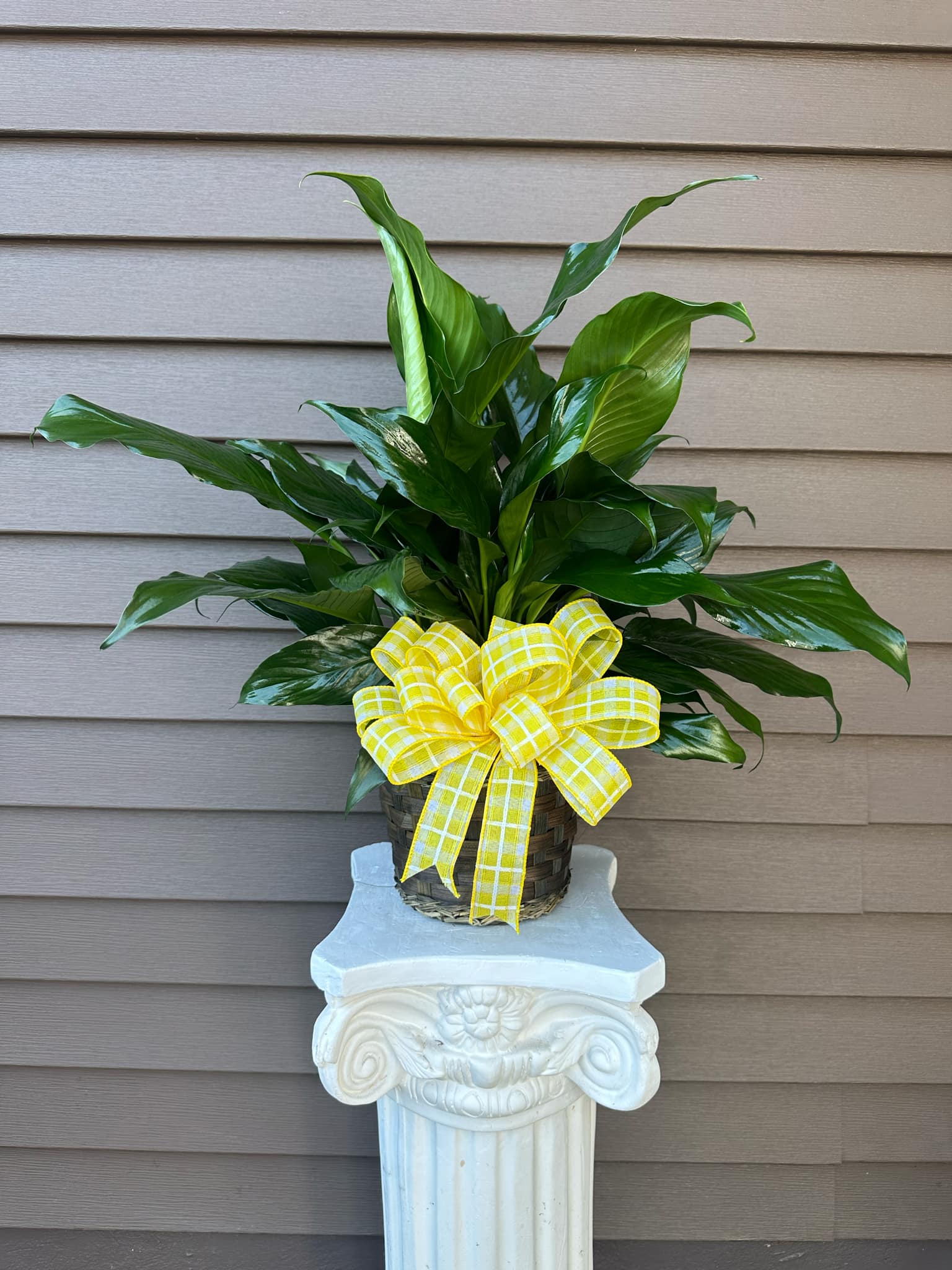 Peace Lily potted plant