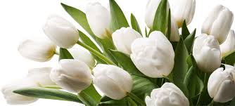 White Tulip Bouquet