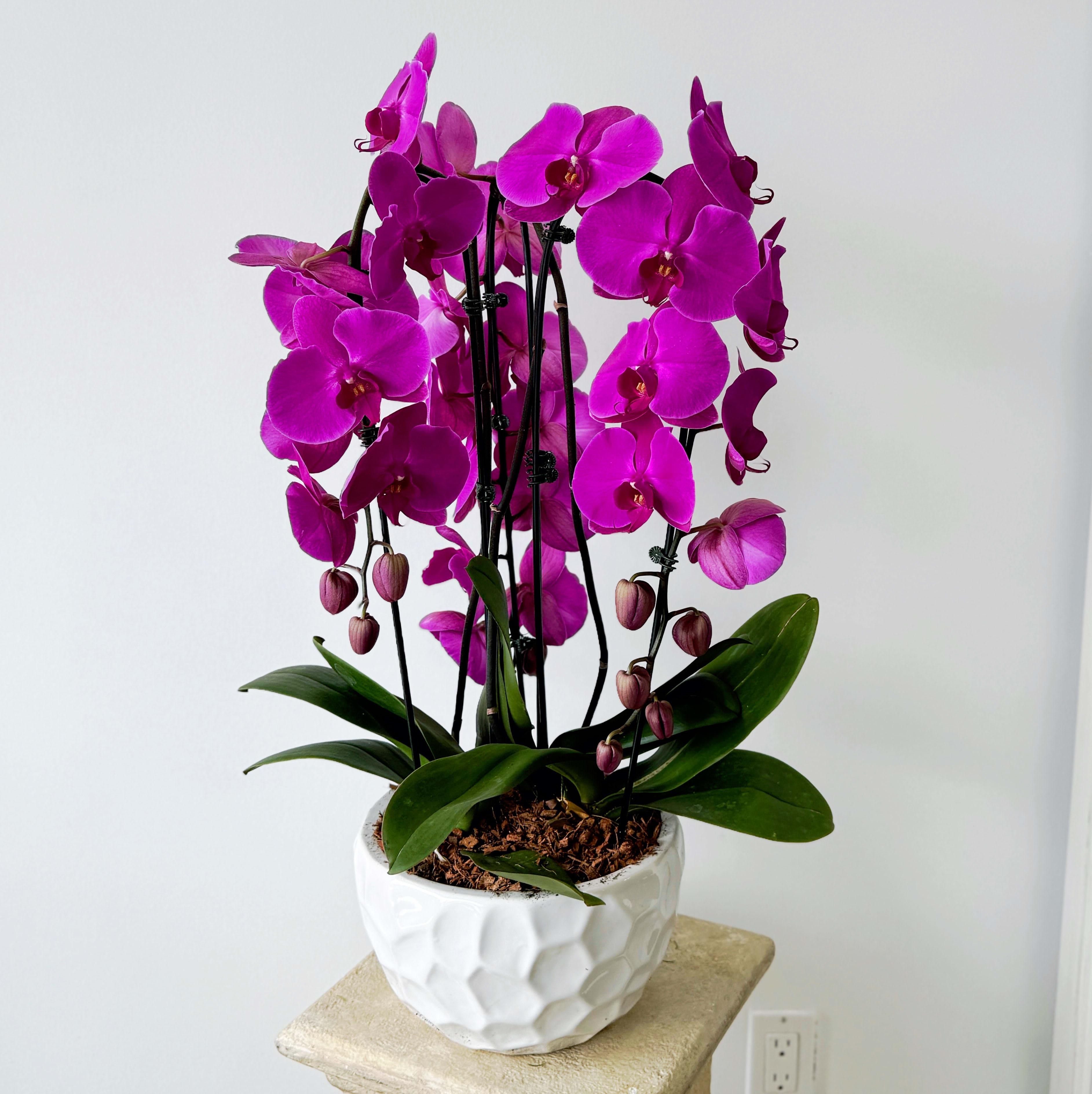 Triple Phalaenopsis Orchid  Bowl Flower Bouquet