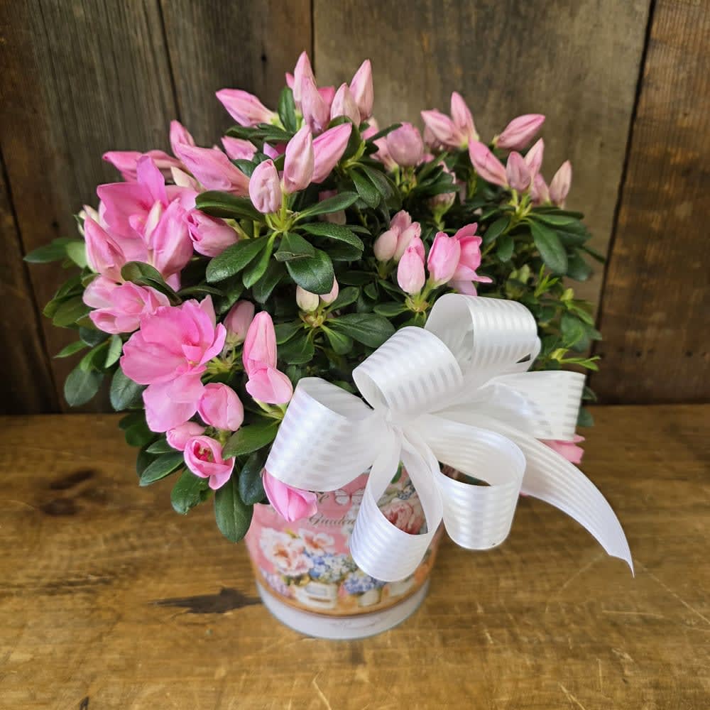 BLOOMING AZALEA PLANT in a Tin
