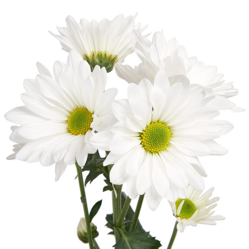 Pompon Daisy (White) 5-7 stem Flower Bouquet