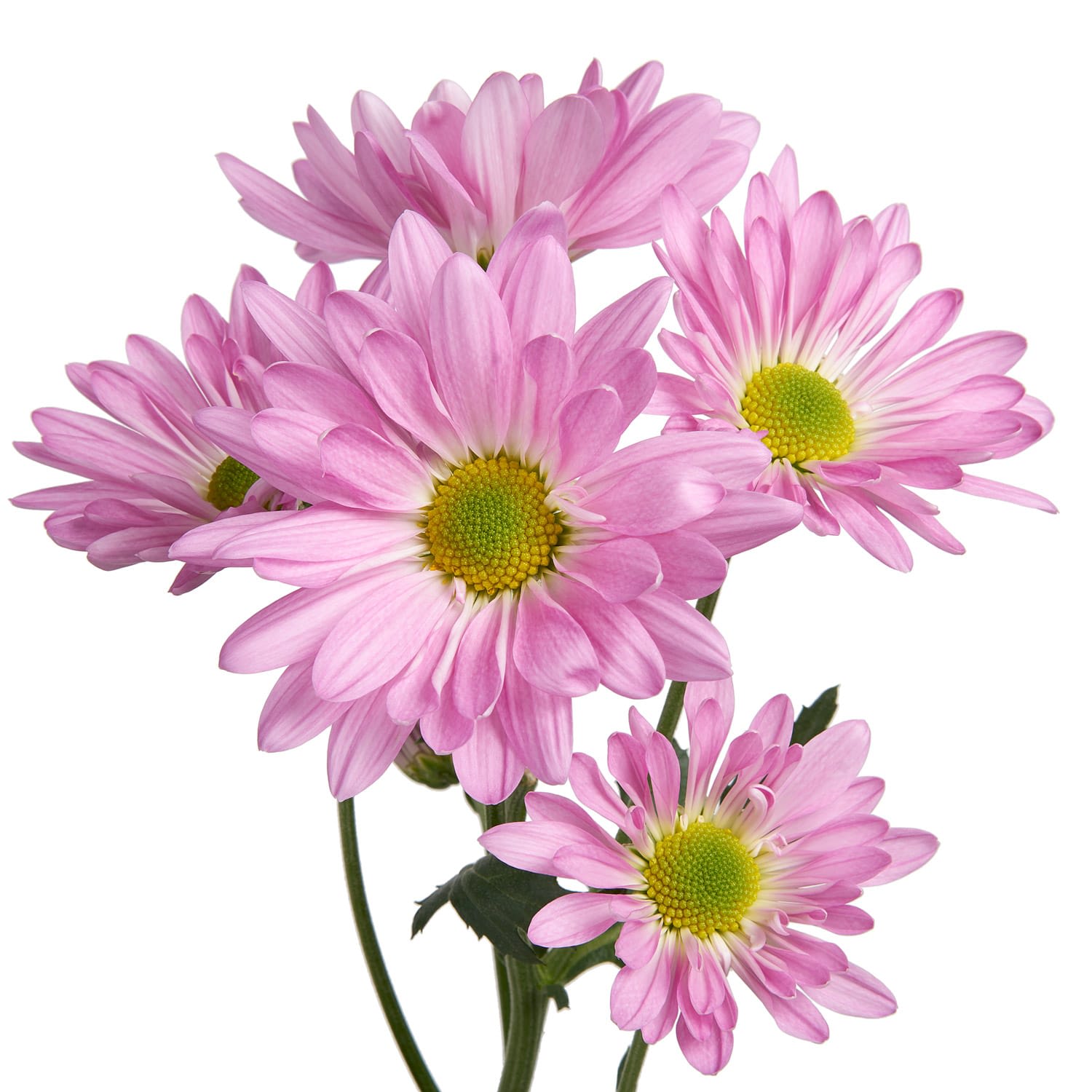 Pompon Daisy (Lavender) 5-7 stem Flower Bouquet