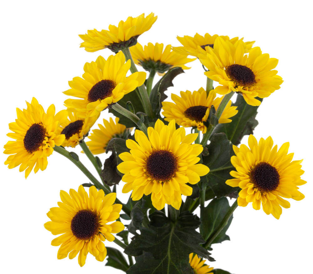 Pompon Daisy (Viking) 5-7 stem Flower Bouquet