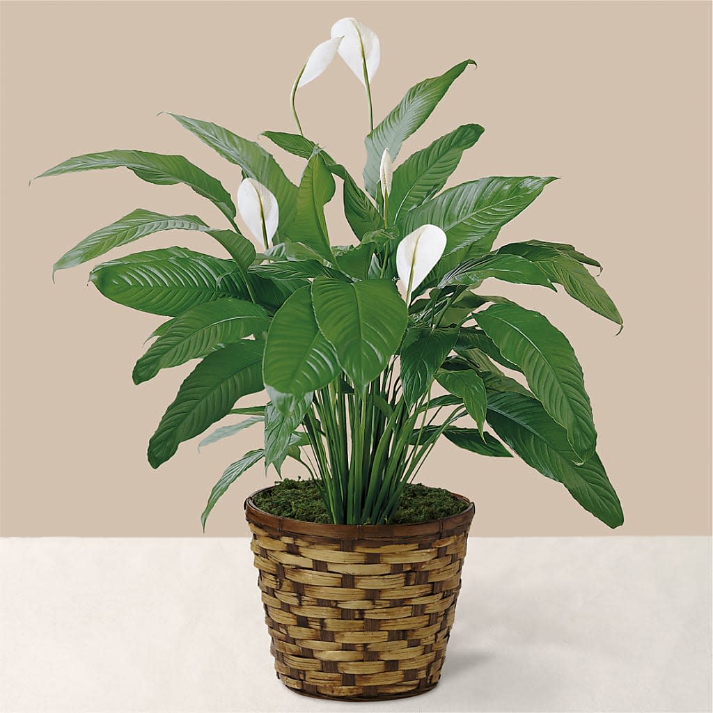 Tranquil Moments Peace Lily Plant Flower Bouquet