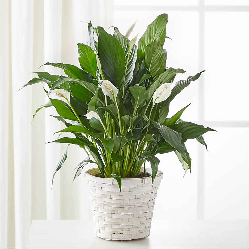 A New Leaf Peace Lily Flower Bouquet