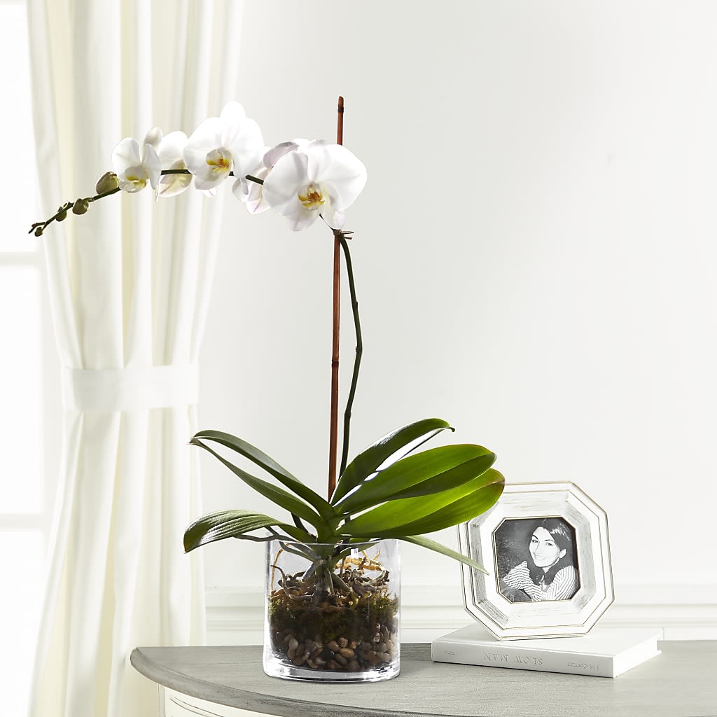White Orchid Planter Flower Bouquet