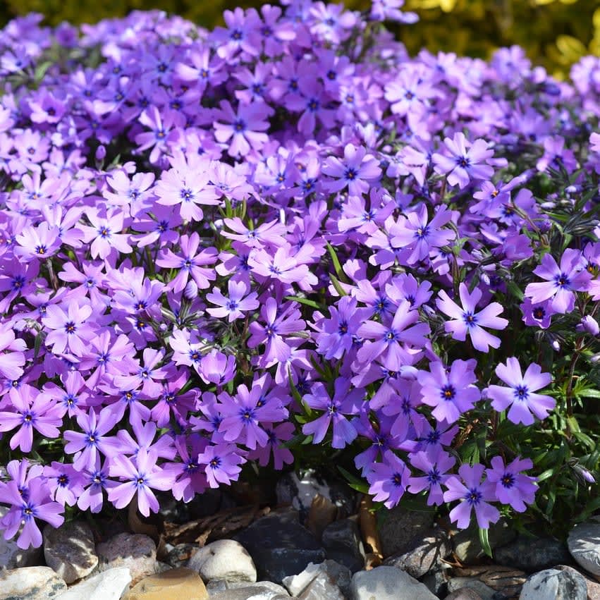 Creeping Phlox Flower Bouquet