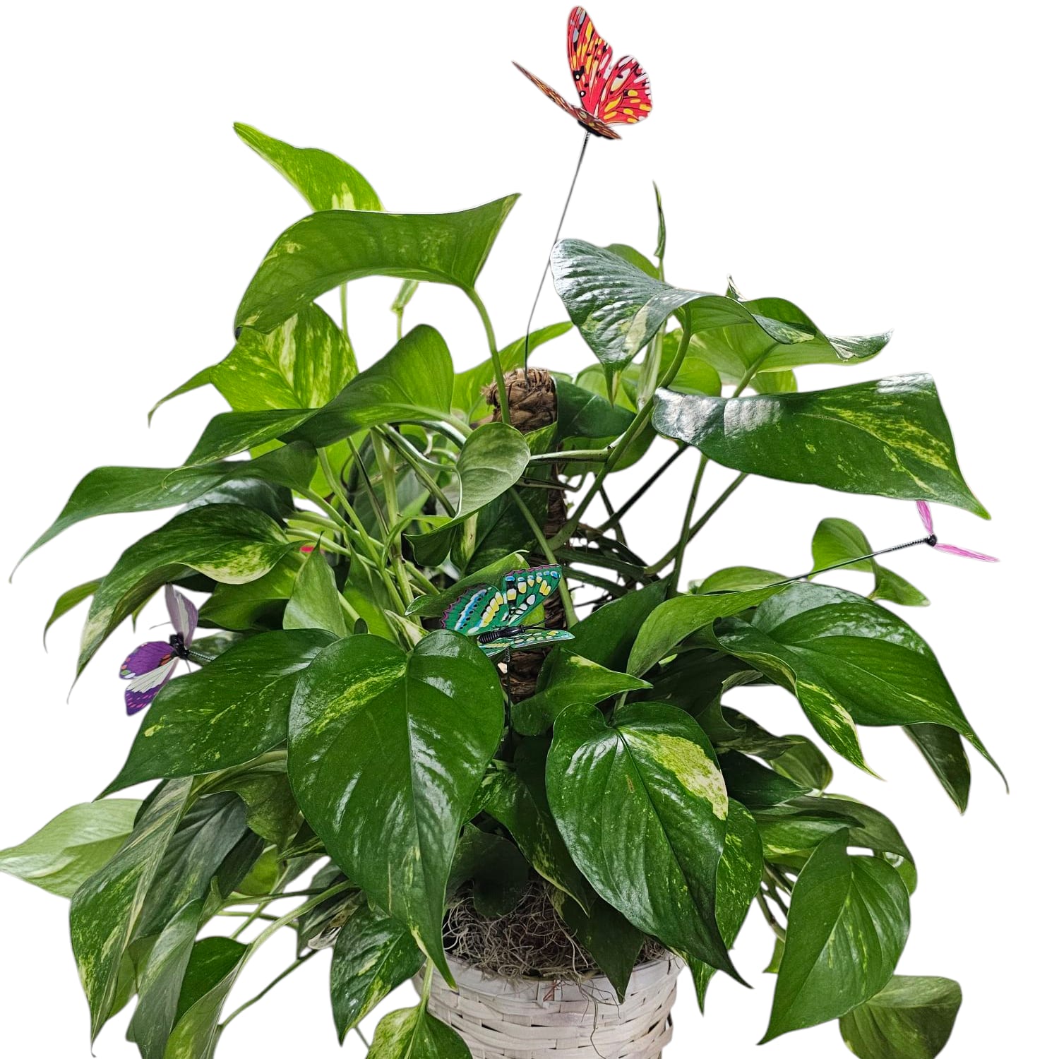 Butterfly Bliss Flower Bouquet