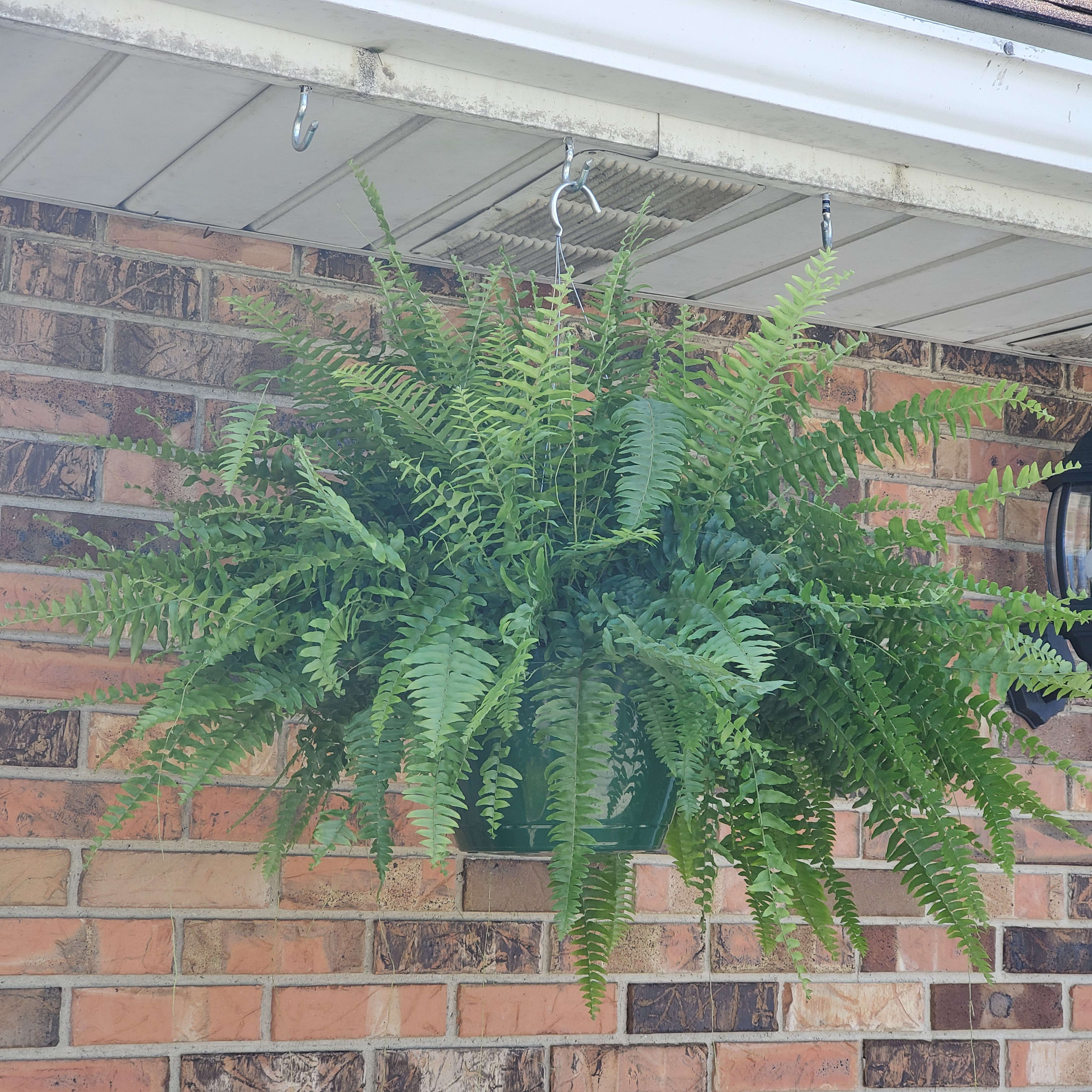 Boston Fern
