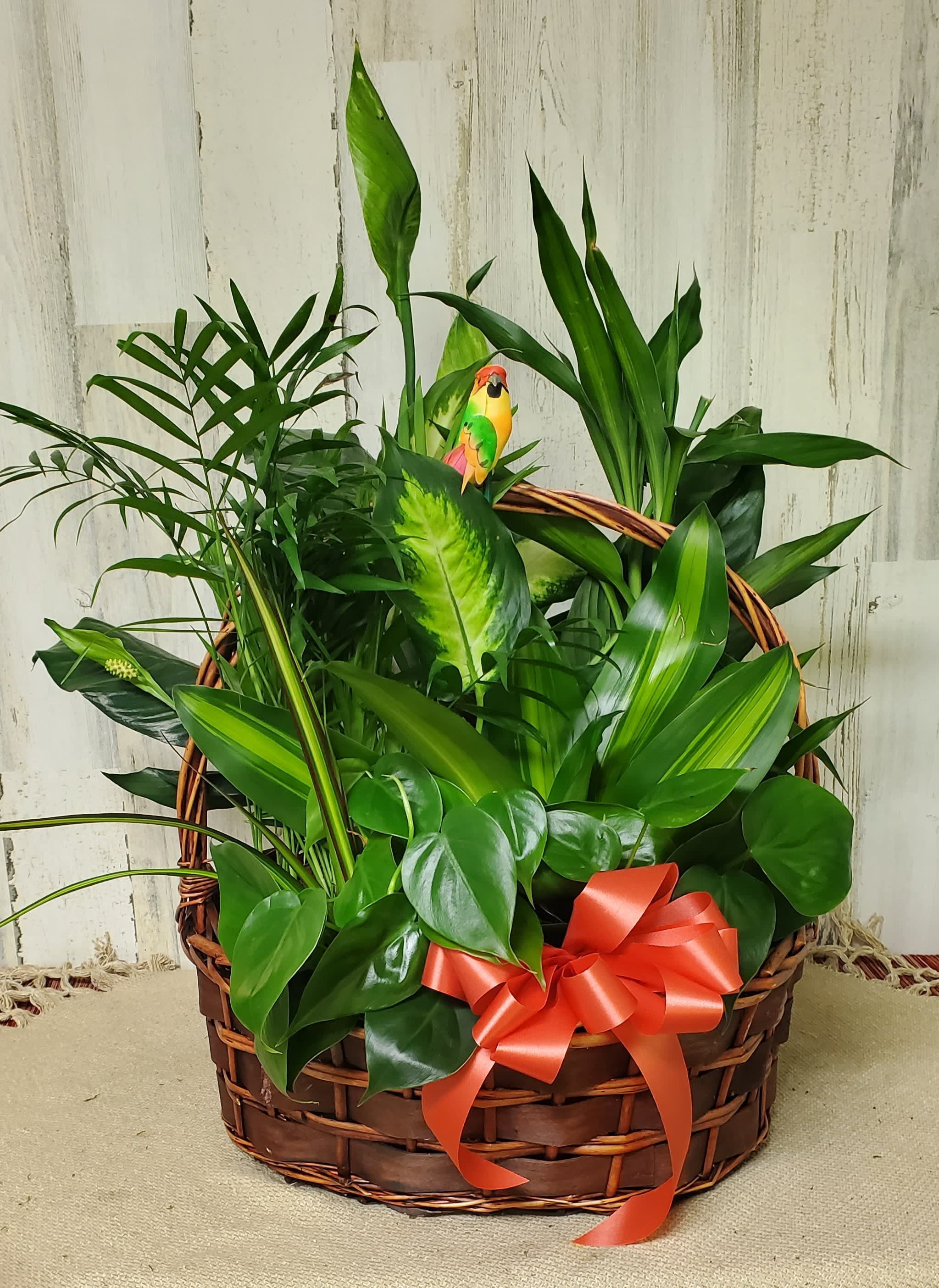 DISH GARDEN BASKET 16"