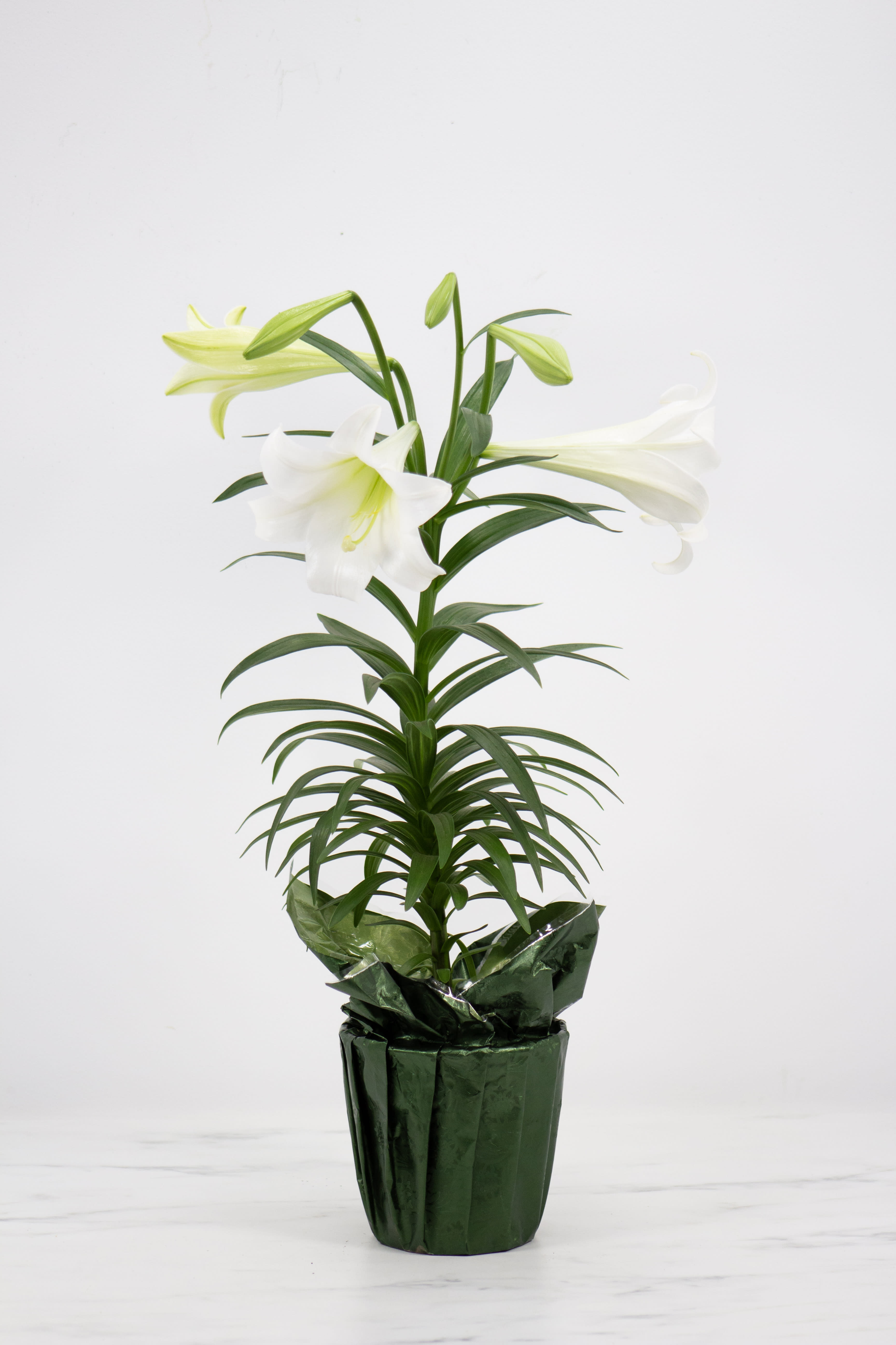 Easter Lily Plant Flower Bouquet
