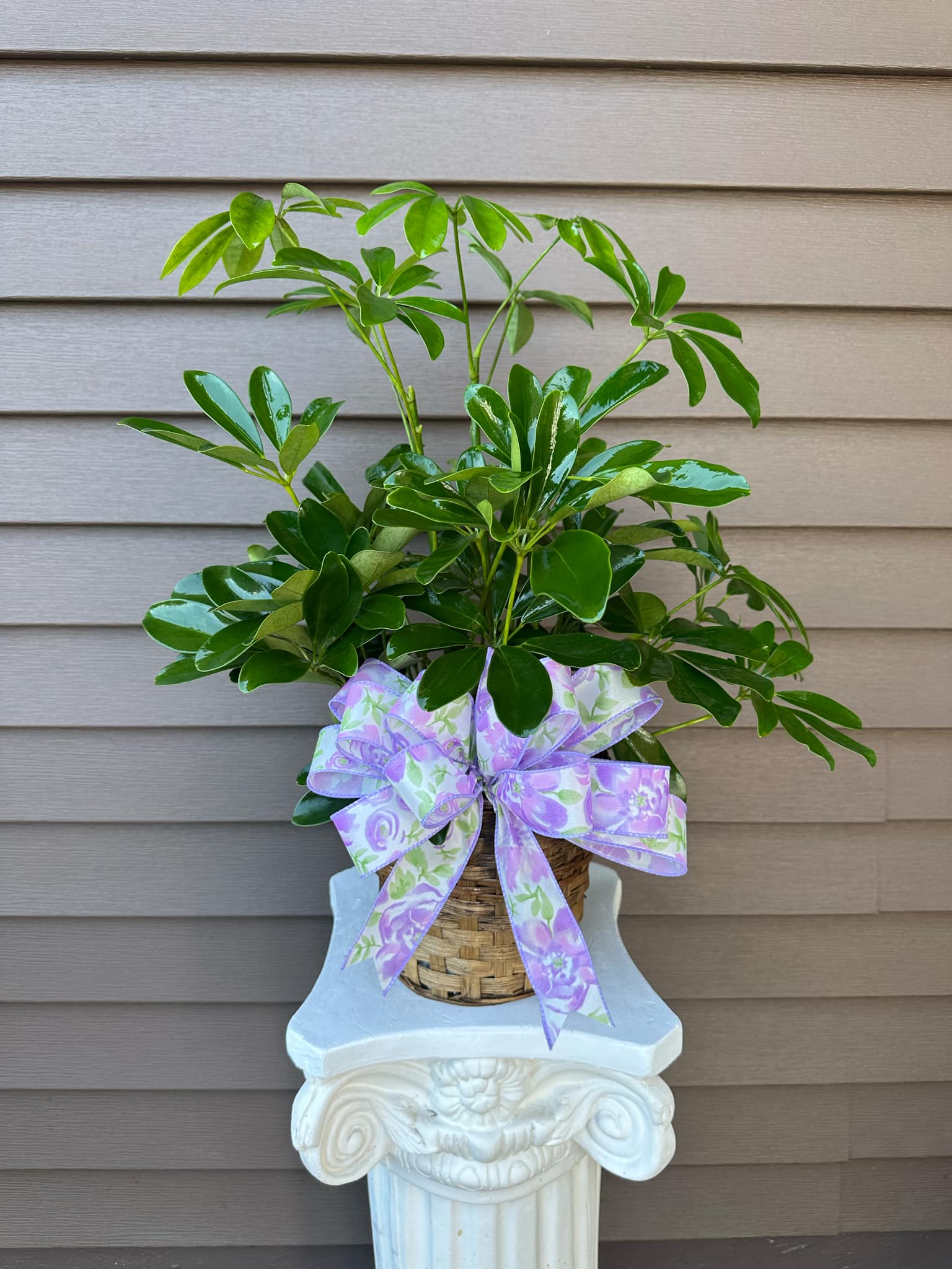 Mini Schefflera Plant