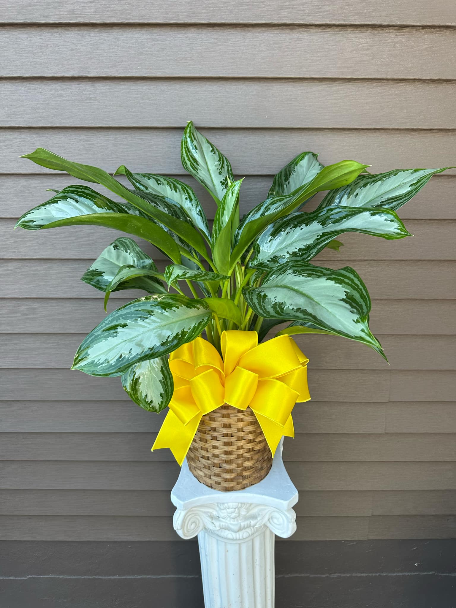 Potted Silver Queen Plant Flower Bouquet