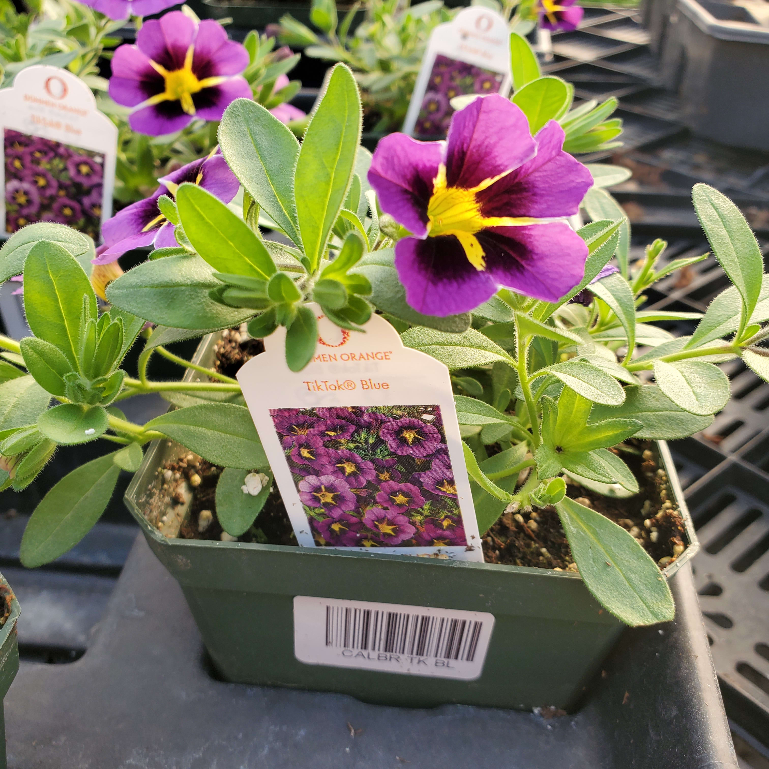 Million Bells (Calibrachoa)