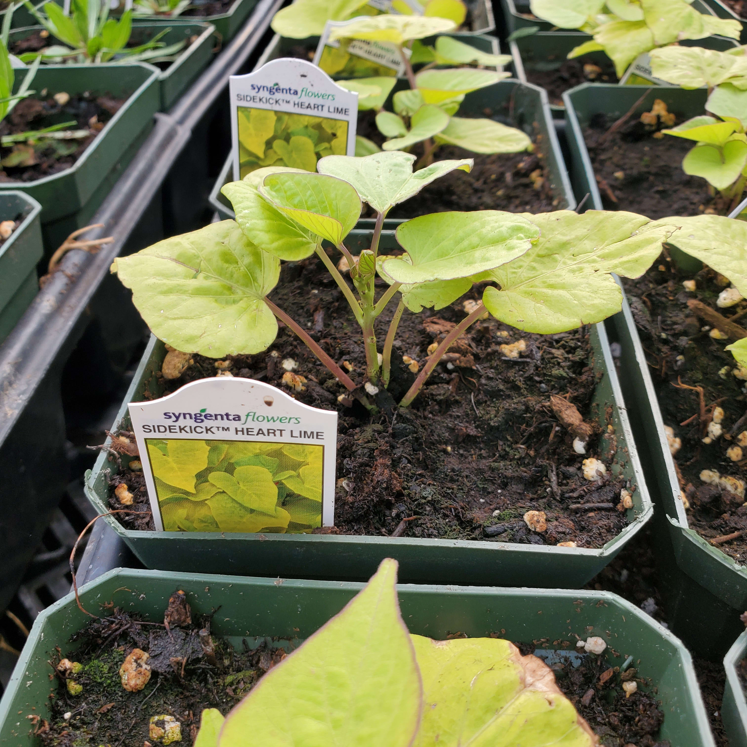 Sweet Potato Vine (Ipomoea)