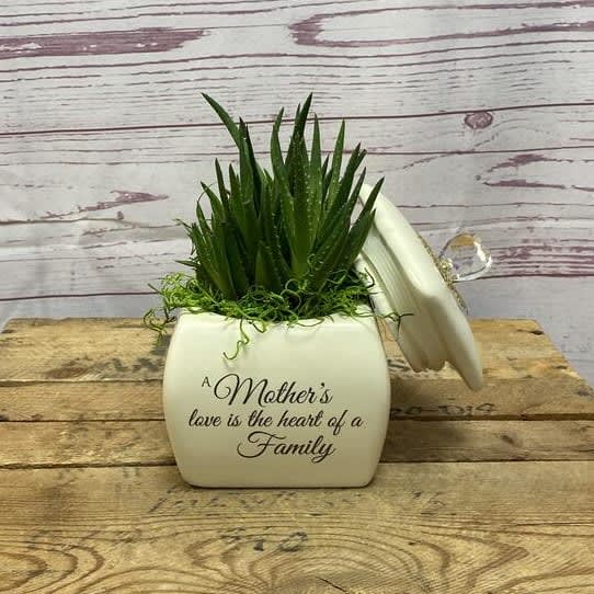 Rooted In Mom's Love Plant