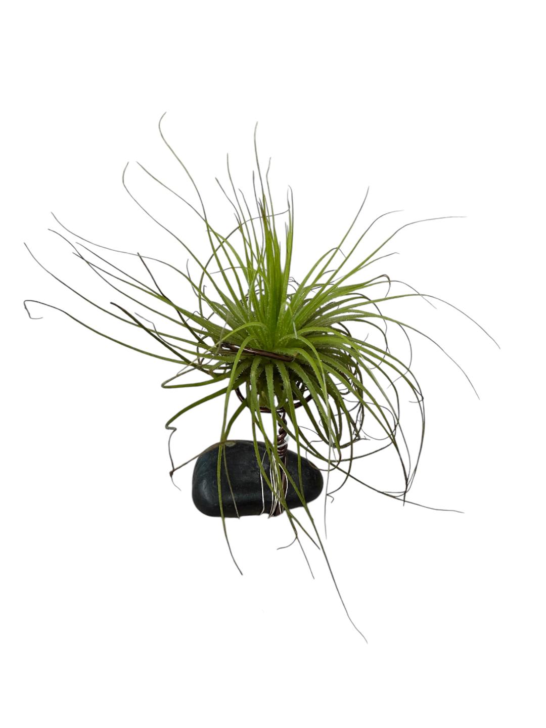 Air Plant on River Rock Flower Bouquet
