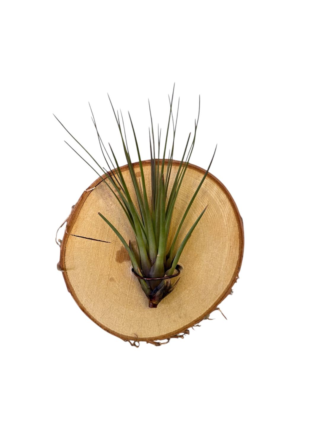 Air Plant on Wood Disc Flower Bouquet
