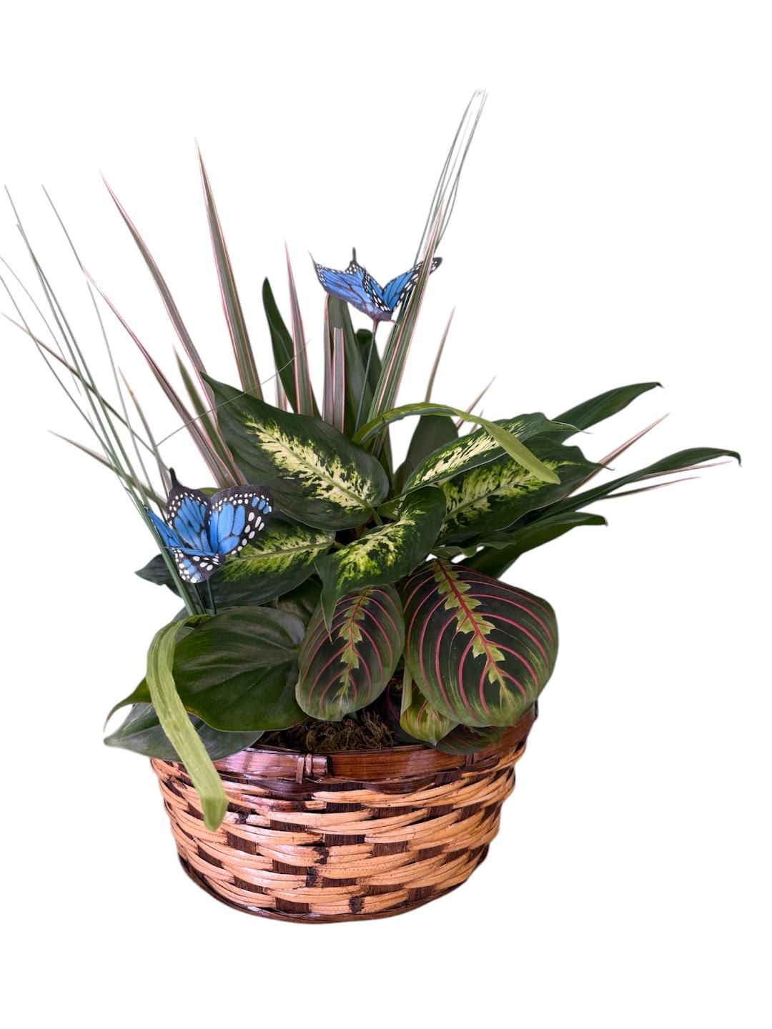 Dish Garden with Butterfly Accents