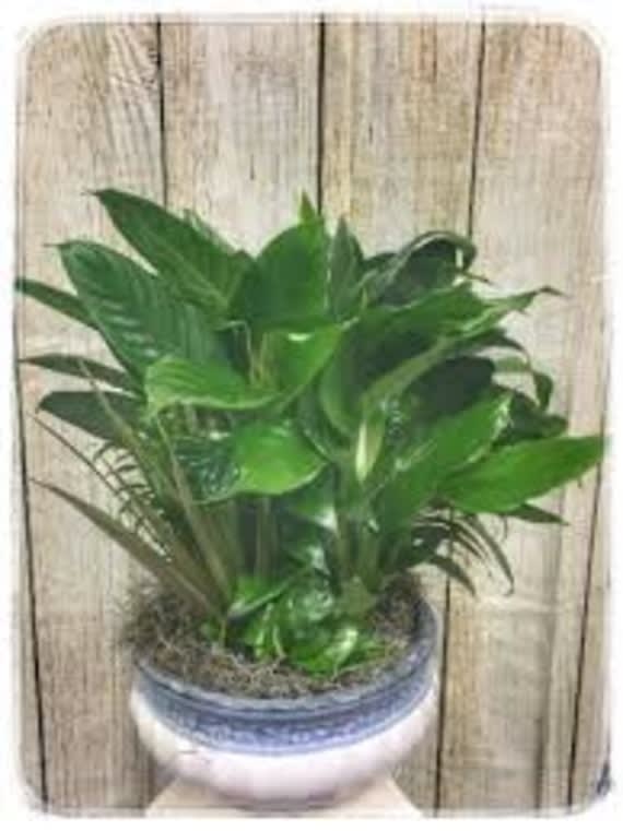 12" Ceramic Dish Garden Flower Bouquet