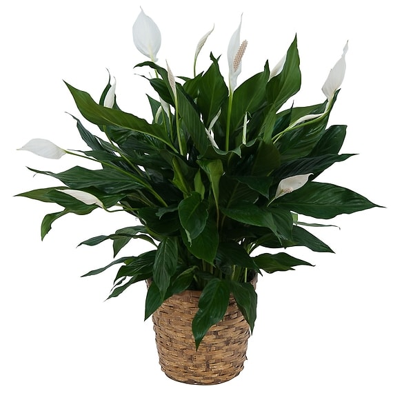 Large Spathiphyllum Plant in Basket Flower Bouquet