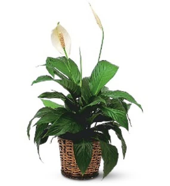 Medium Spathiphyllum Plant Flower Bouquet