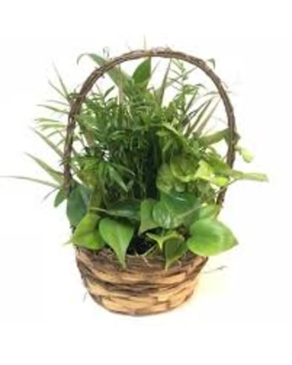 8" Dish Garden in A Wicker Basket Flower Bouquet