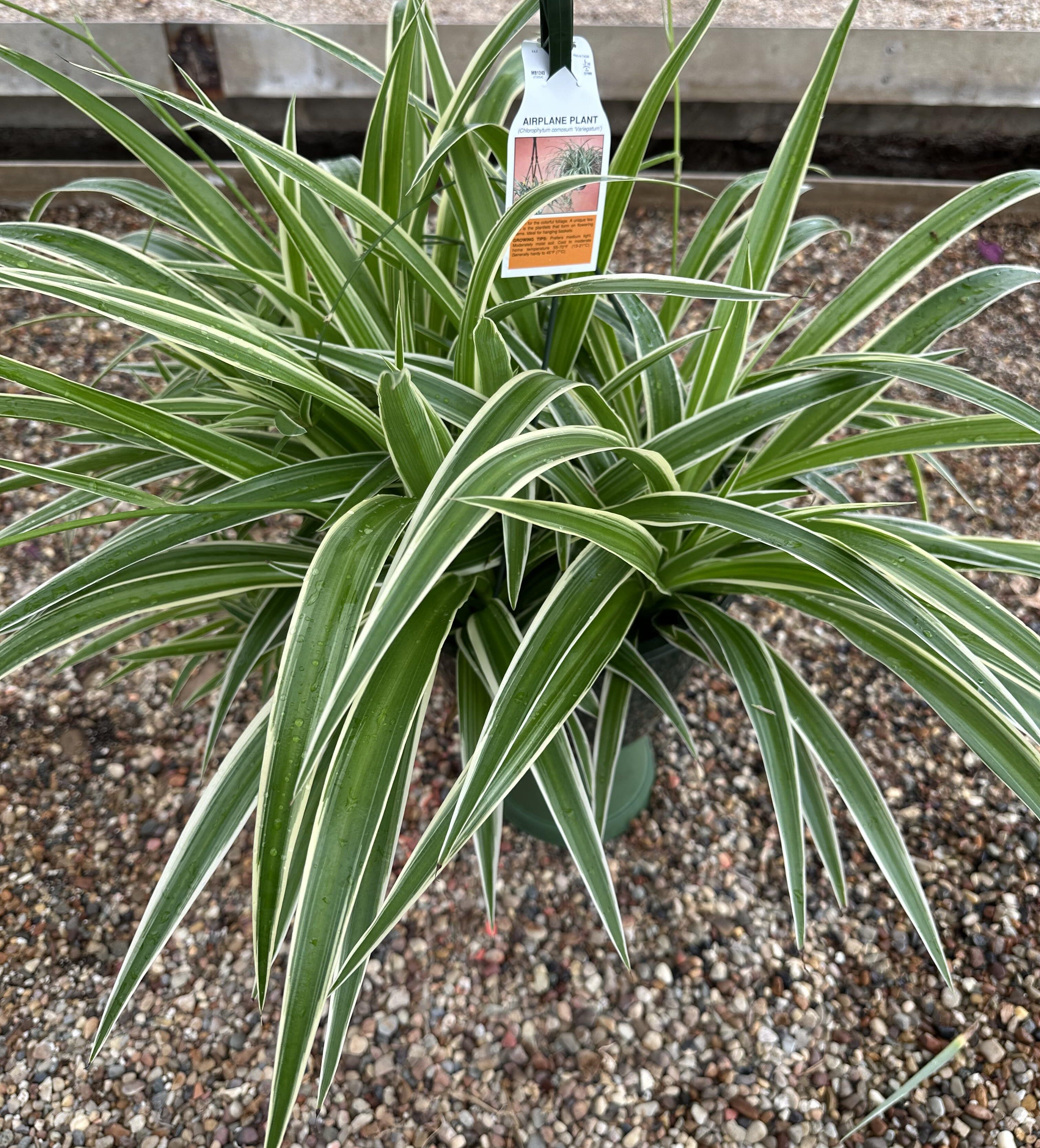 Spider Plant Premium Hanging Basket