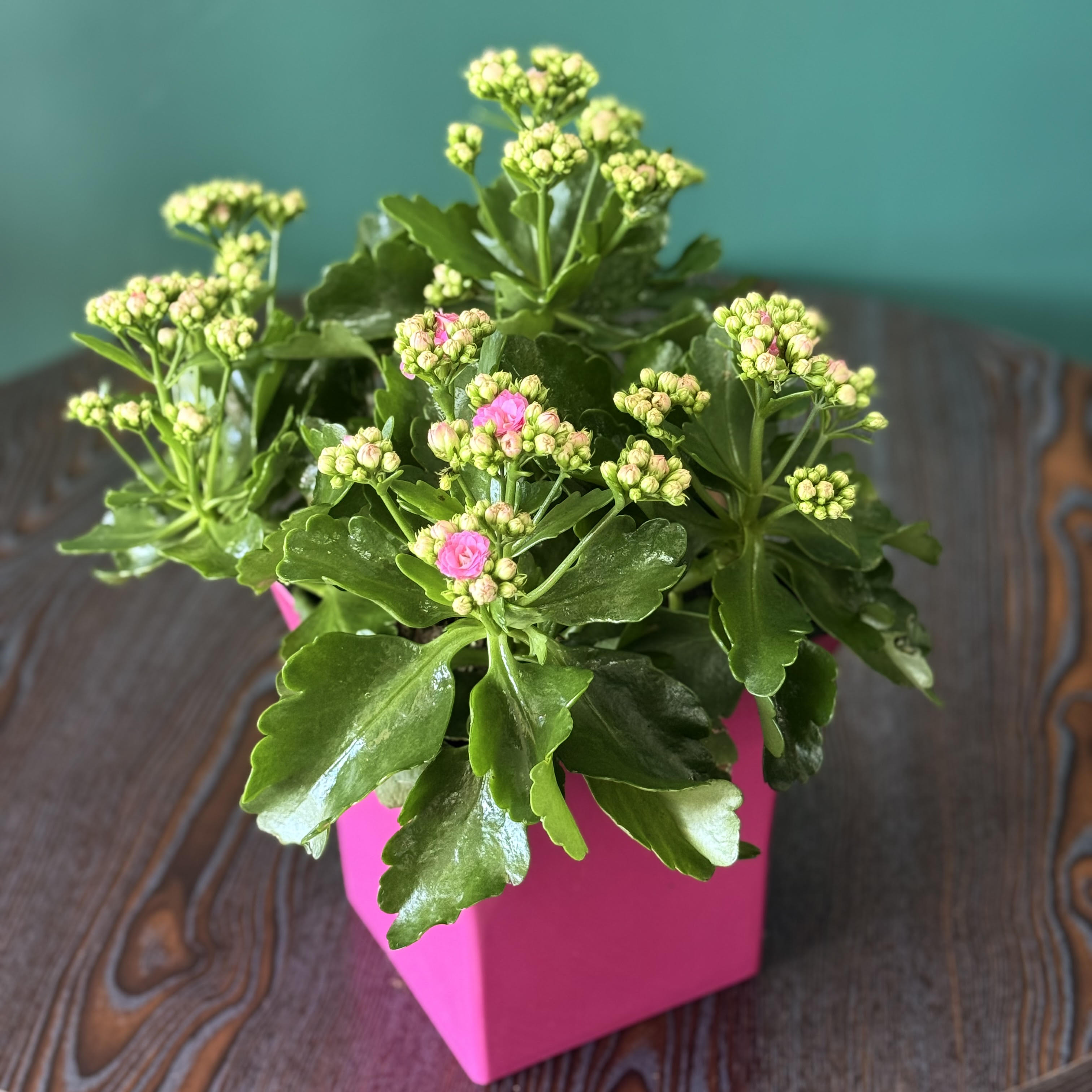 Kalanchoe Flower Bouquet