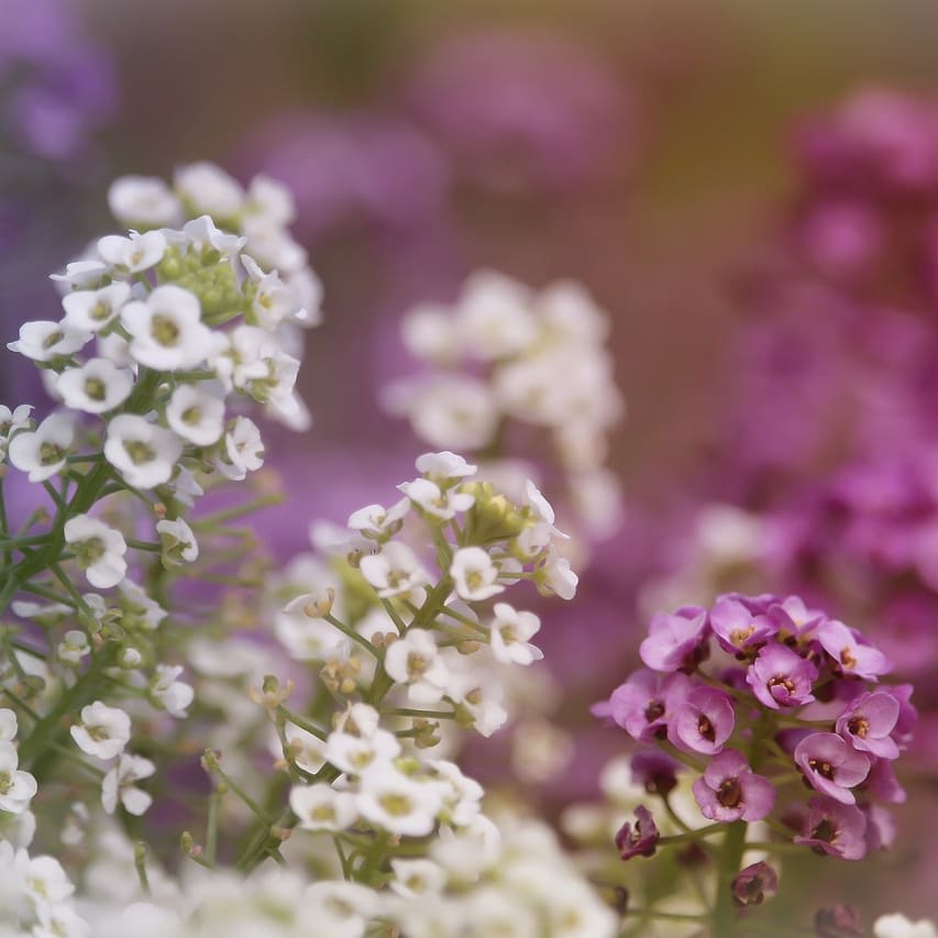 Sweet Alyssum