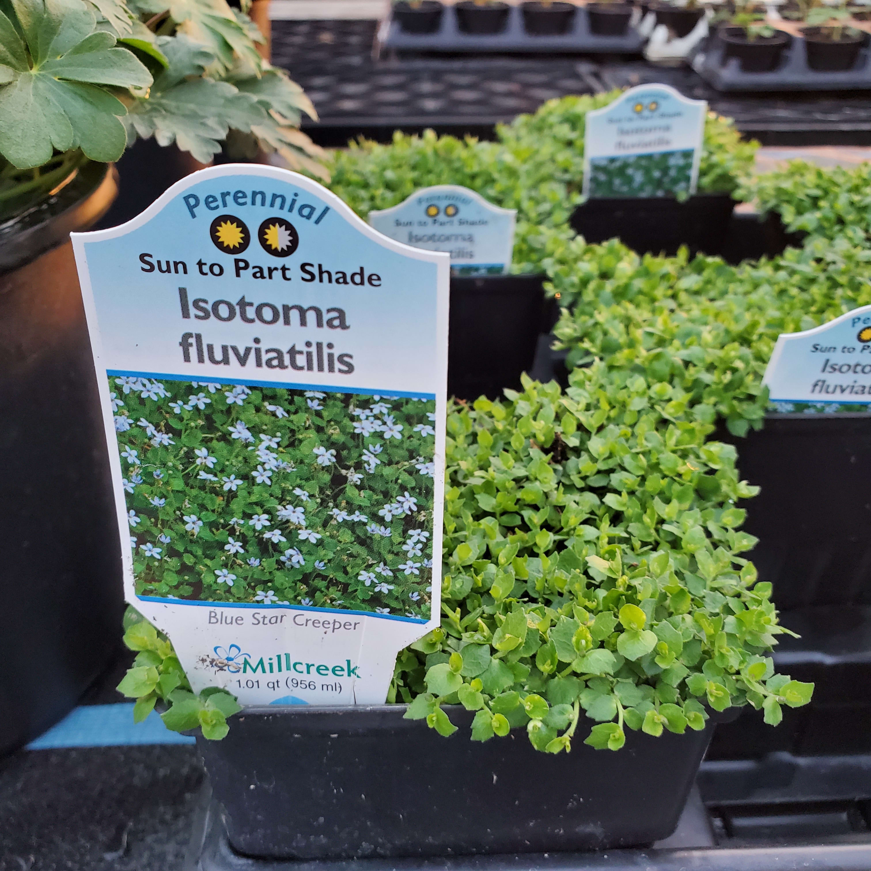 Blue Star Creeper (Isotoma Fluviatilis)