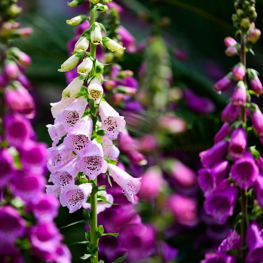 Foxglove (Digitalis) Flower Bouquet