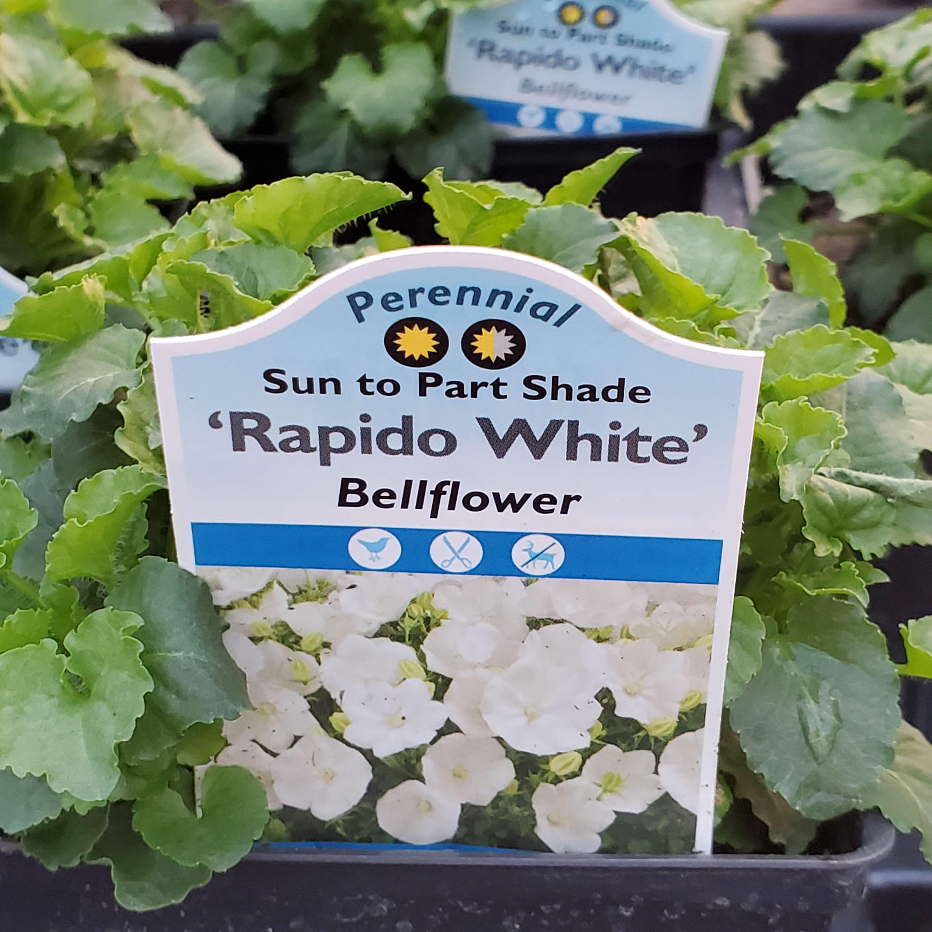 Bellflower (Campanula) Flower Bouquet