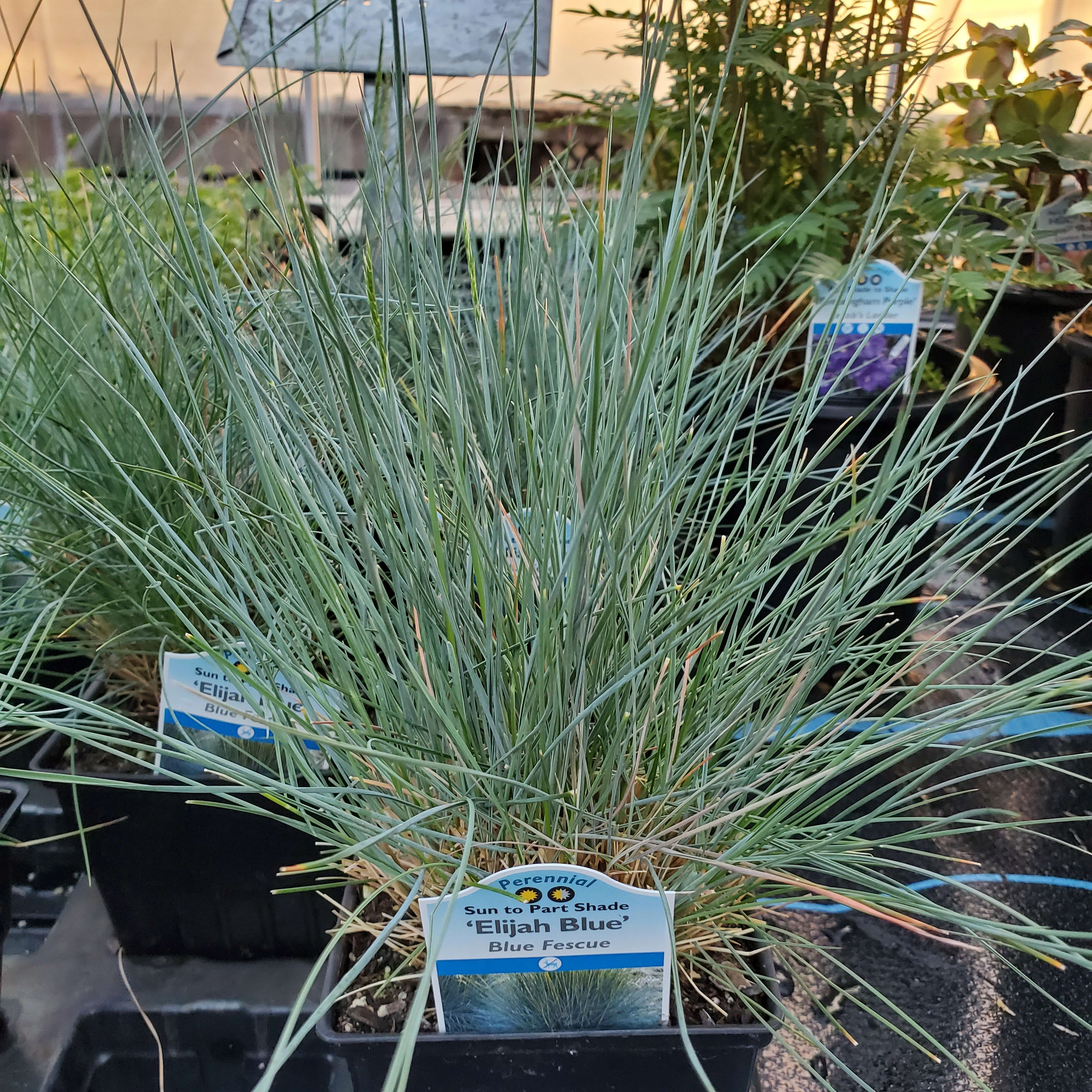 Grass Flower Bouquet