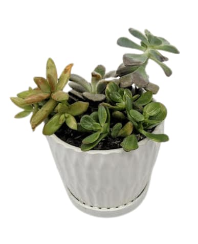 Succulent Squad in a Chic Pot PL-8020