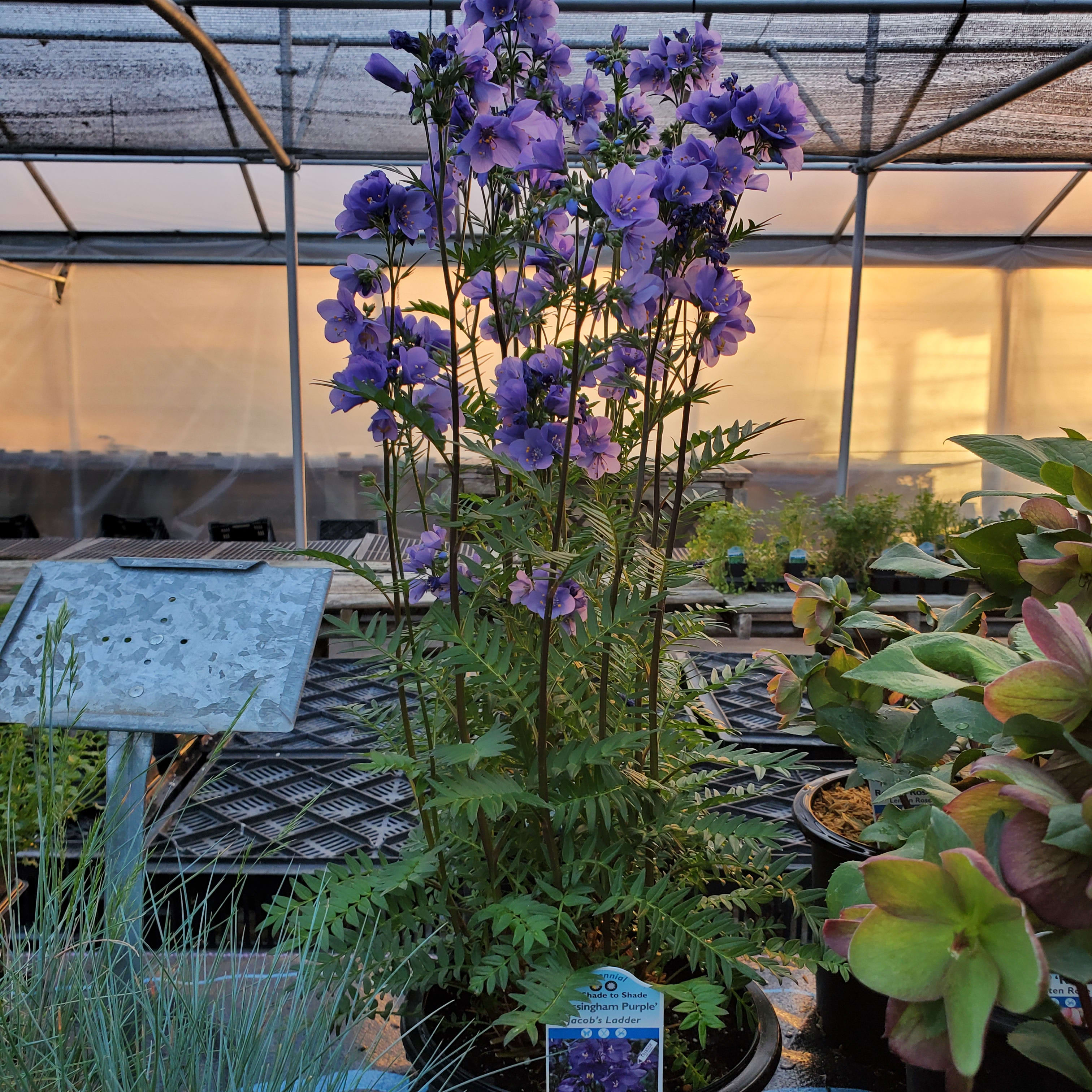 Jacob's Ladder (Polemonium) Flower Bouquet