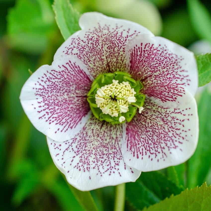 Lenten Rose (Helleborus) Flower Bouquet