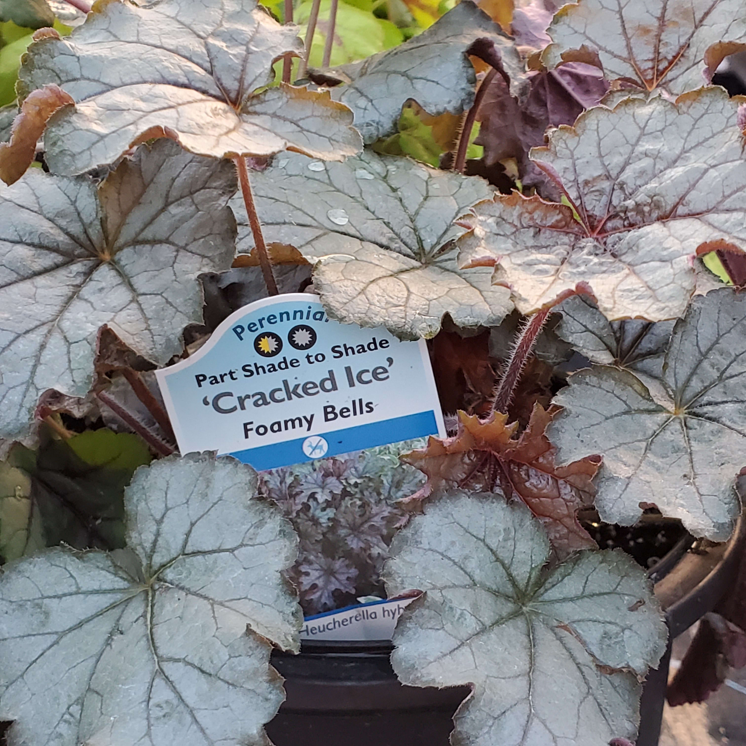 Foamy Bells (Heucherella)