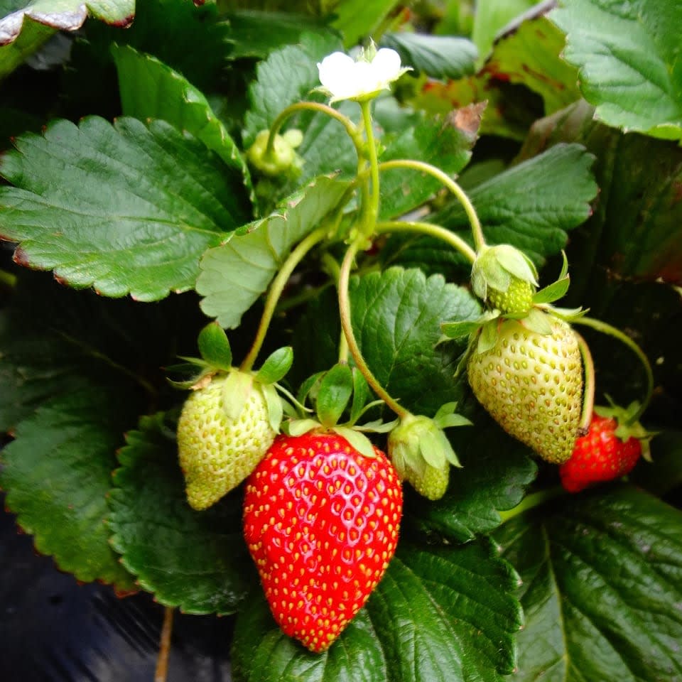 Strawberry Everbearing Flower Bouquet