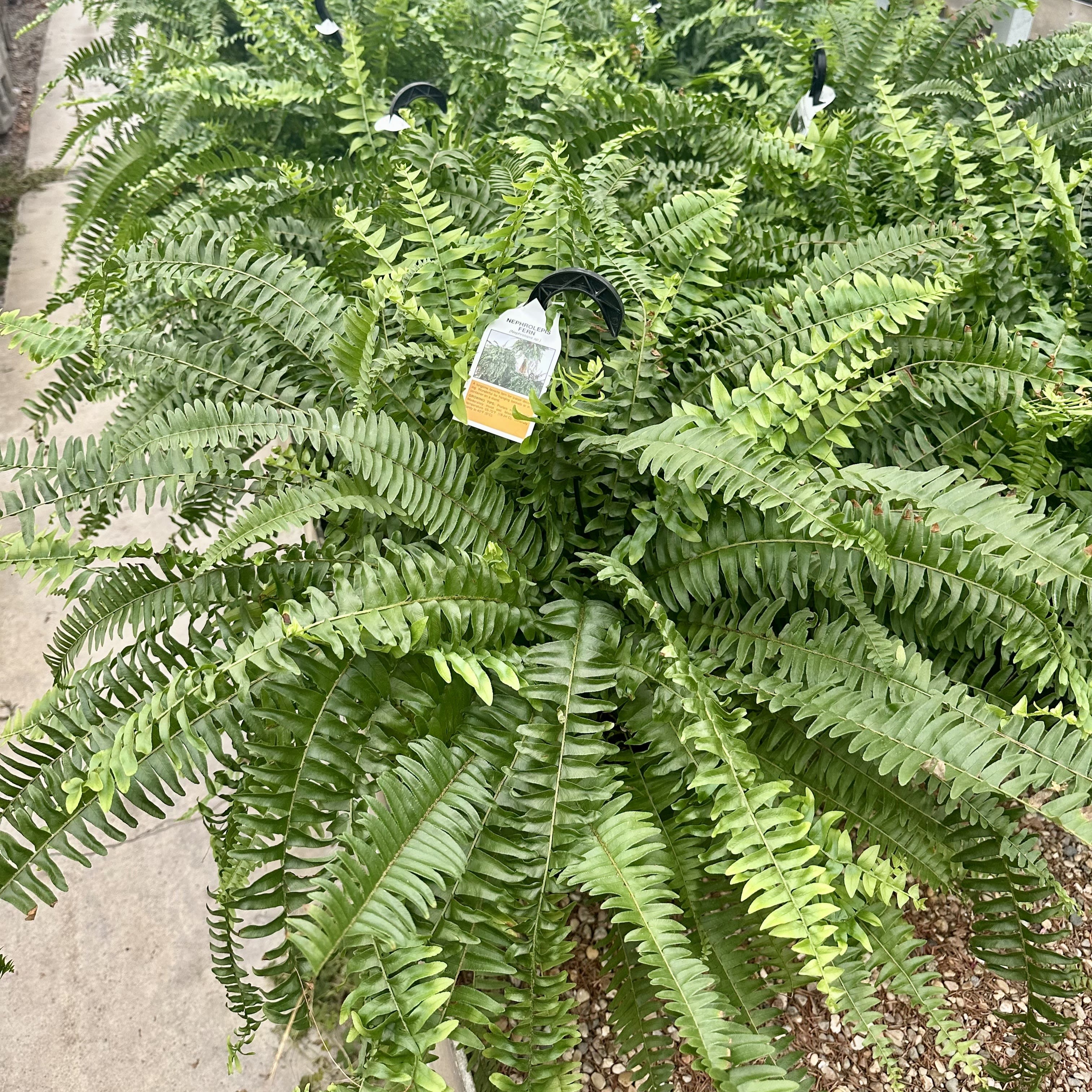 Boston Fern Premium Hanging Basket Flower Bouquet