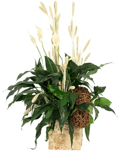 PEACE THAT PASSETH HOUSE PLANTS