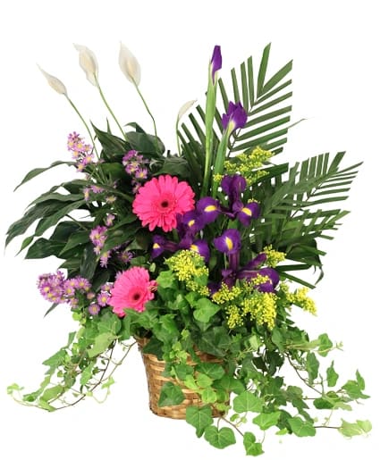 WHISPERS OF REMEMBRANCE HOUSE PLANT