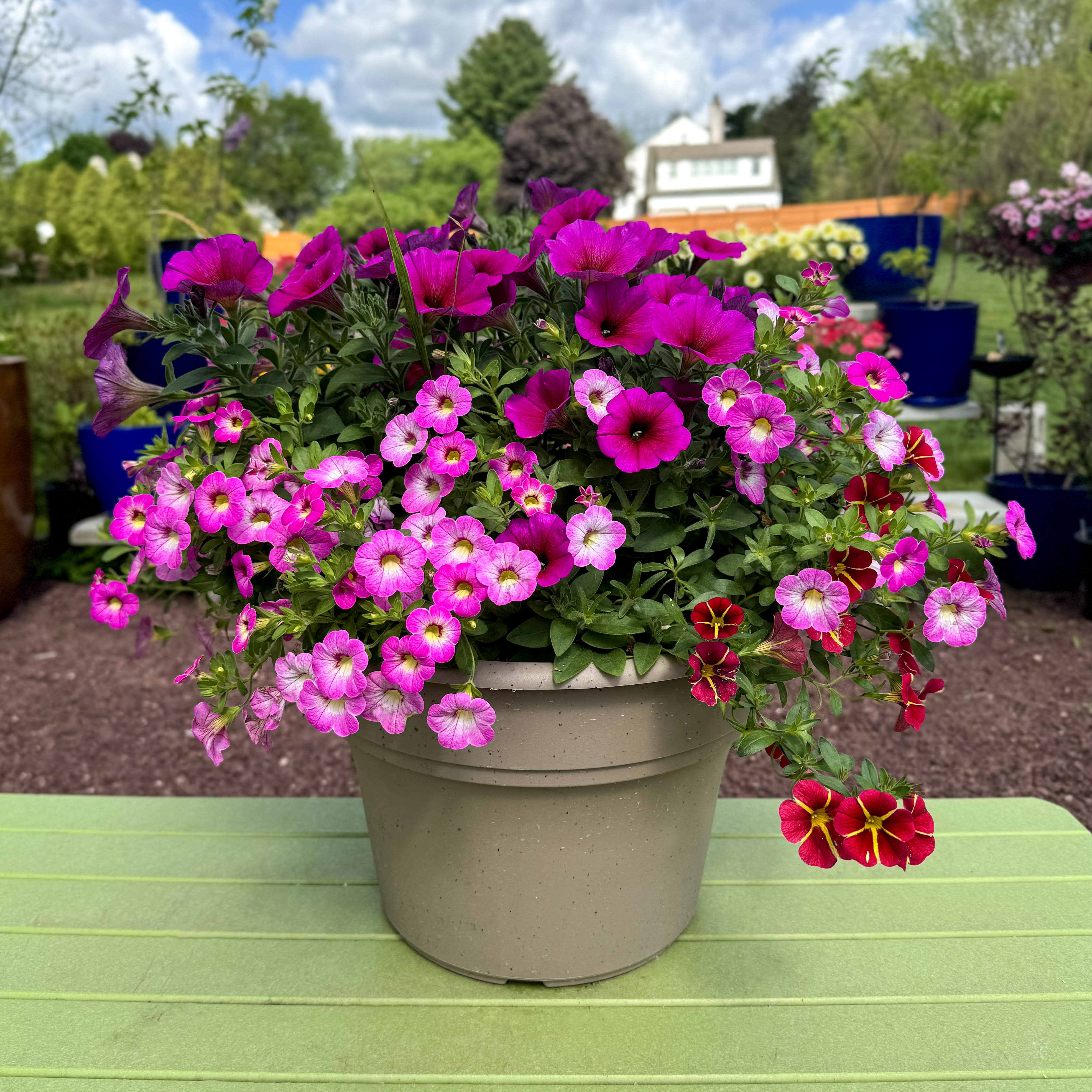 12" Sun-Loving Patio Planter